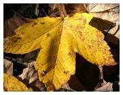 Herbstlaubwochen