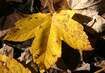 Herbstlaubwochen