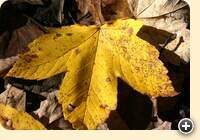 Herbstlaubwochen