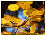 Herbstlaubwochen
