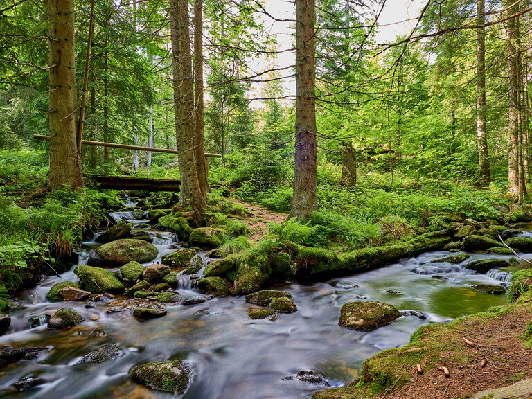 Zwei Bäche vereinen sich zu Einem im Bayerischen Wald.