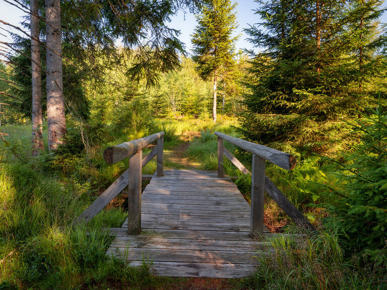 Ein schmaler Holzsteg zwischen hohen Fichten im Bayerischen Wald