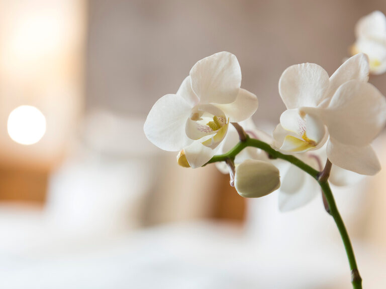 Eine weiße Orchidee in einer Vase auf einem Tisch als Dekoration in einem Hotelzimmer vom Wellnesshotel Mooshof im Bayerischen Wald.