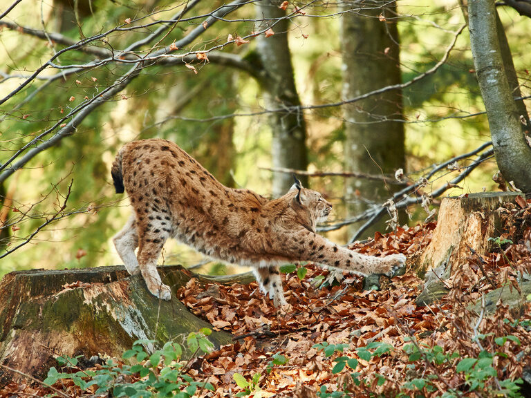 Ein Luchs streckt sich nach dem Aufstehen im Bayerischen Wald.