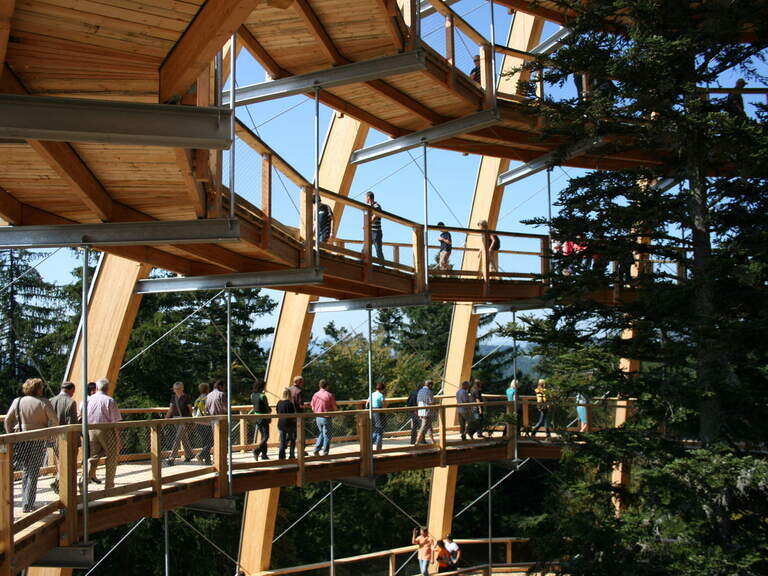 Eine Personengruppe geht im Bauei nach oben und bestaunt dabei die Bäume um die die Konstruktion erbaut wurde.