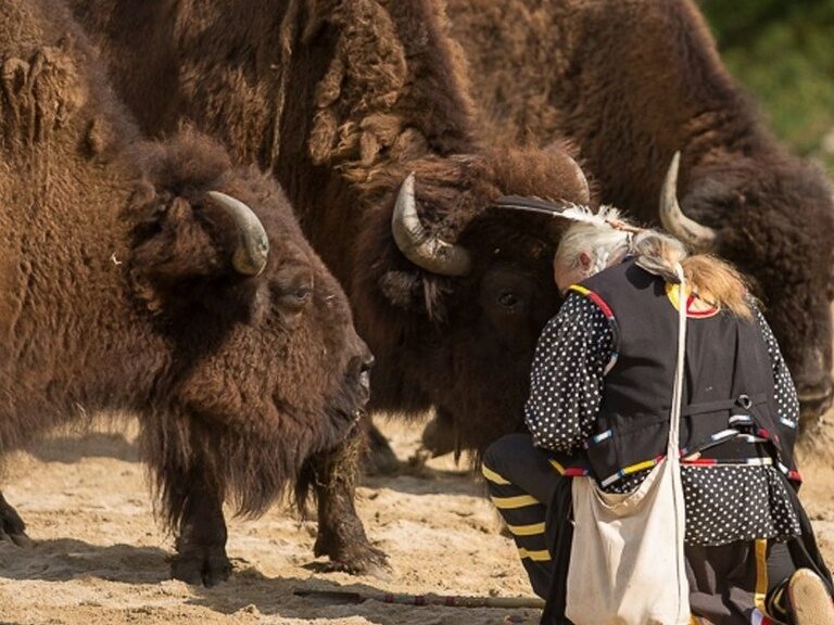 Eine Frau interagiert respektvoll mit zwei großen Bisons am Boden in Pullman City.