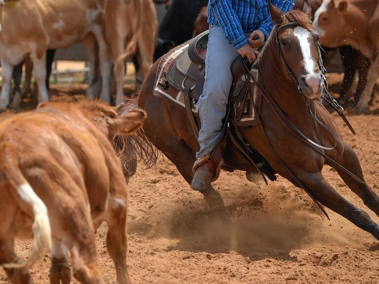 Ein Mann im Westernstil reitet ein braunes Pferd und folgt einem Rind in Pullman City.