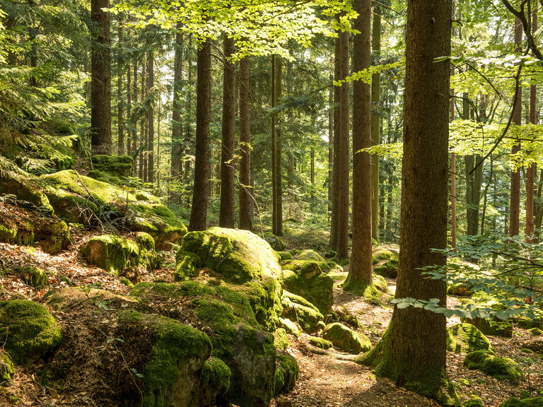 Der dichte Bayerische Wald mit hohen Fichten und Tannen an einem sonnigen Tag.