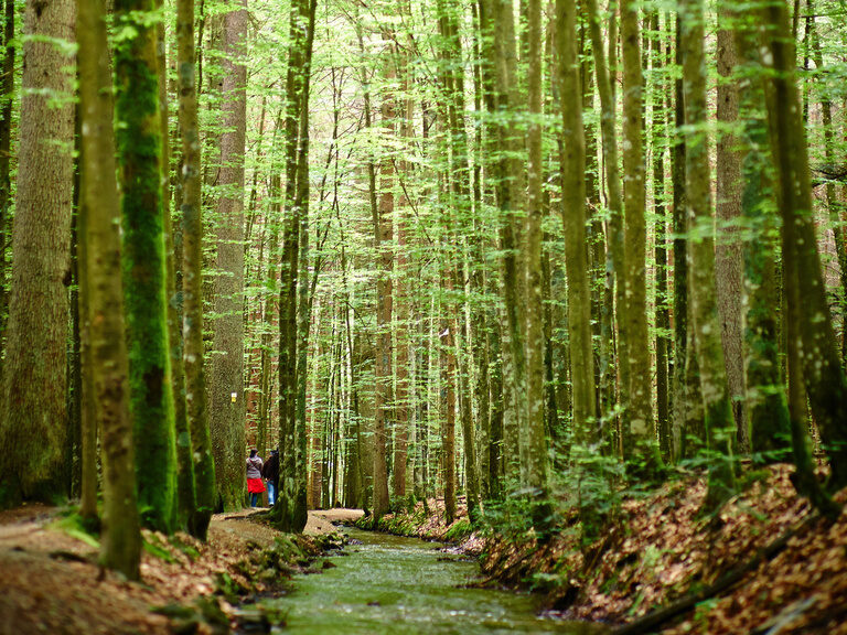 Die Sonne scheint durch den dichten Bayerischen Wald und schafft eine idyllische Stimmung