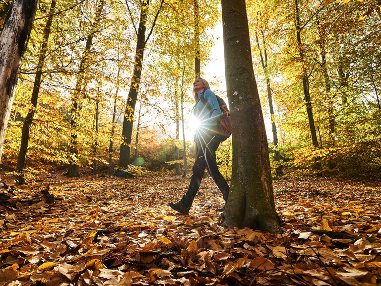 Ein Mann wandert durch den herbstlichen Bayerischen Wald bei strahlendem Sonnenlicht zwischen den Bäumen.